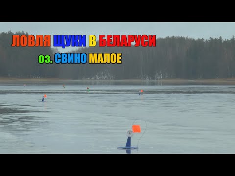 Видео: оз. СВИНО МАЛОЕ. ЩУКА НАКОНЕЦ-ТО БОДРО ПОДНИМАЕТ ФЛАЖКИ!