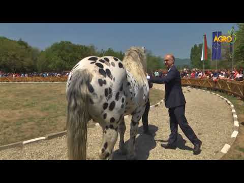 Видео: Конете на България: Животновъдно изложение в Сливен събра елитни породи коне...