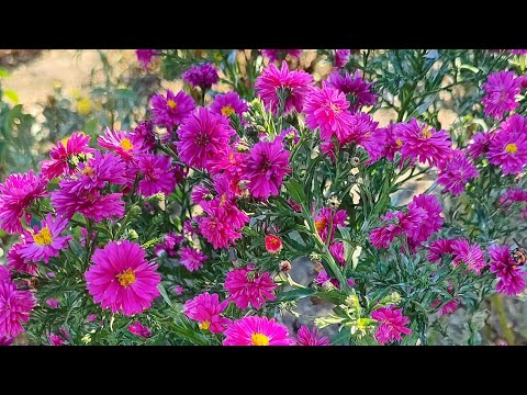 Видео: Працюю в квітнику ! 🌸🍁🌼🍂🌸18.10.2025