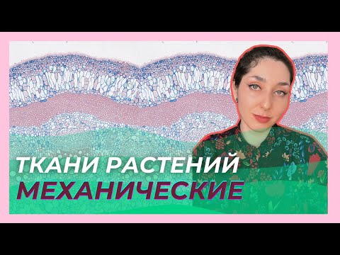 Видео: Ткани растений  —  Механические ткани. ЦТ/ЦЭ/устный экзамен