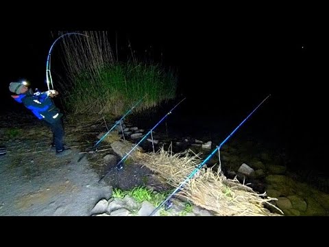 Видео: ОНИ ГЛОТАЮТ ОГРОМНЫЕ ПУЧКИ ЧЕРВЕЙ ЦЕЛИКОМ !!! РЫБАЛКА НА СОМА В МАЕ НА ДОНКИ!