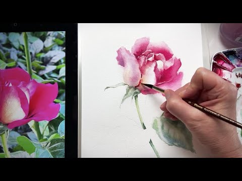 Видео: Роза🌹Мастер-класс /акварель "Белые ночи", бумага 300 г