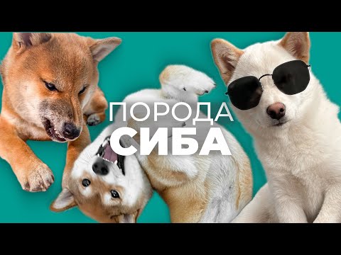 Видео: Сиба Ину 🐾 Характер, плюсы, минусы и дрессировка породы
