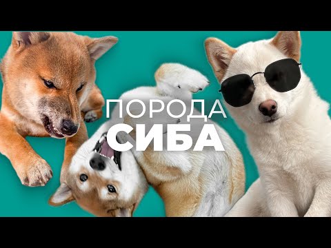 Видео: Все о породе СИБА ИНУ 🐾 Плюсы и минусы, уход, характер, отзывы, поведение, дрессировка, история 📚