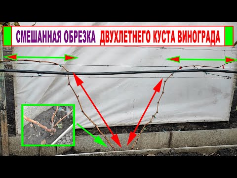 Видео: 🍇 Смешанная ОБРЕЗКА ВИНОГРАДА 2 год. Обрезаем на УРОЖАЙ и на ФОРМИРОВКУ куста. Сучок формирования!