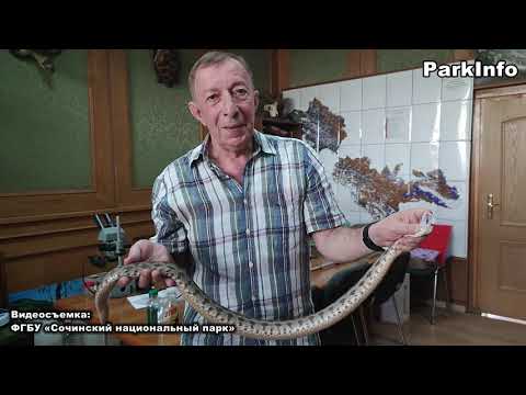 Видео: Гюрза (Macrovipera lebetina) – самая крупная из гадюк обнаружена в Сочи