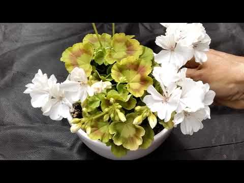 Видео: #146.Пеларгония-малышка в моей коллекции! Minie Diana описание сорта!
