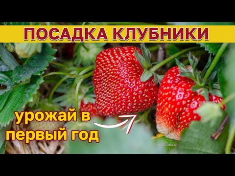 Видео: Осенняя ПОСАДКА клубники. Когда и как ПРАВИЛЬНО посадить клубнику. ПОШАГОВАЯ инструкция.