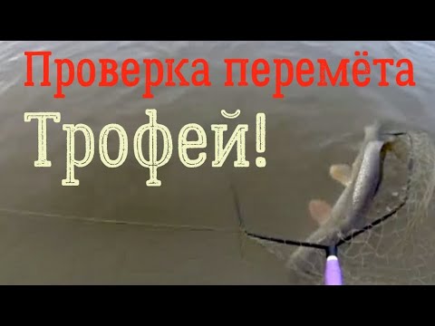 Видео: Поставил белого живца. Улов Супер!  Щуки! Судаки! Налимы! Перемёт.