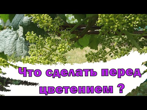 Видео: Обязательная профилактическая обработка Винограда.