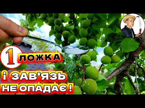 Видео: Опадає ЗАВ'ЯЗЬ. Додайте лише 1 ложку до обробки і зав'язь припинить осипатись