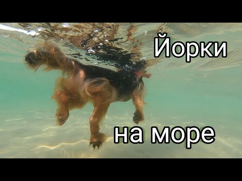 Видео: Прогулка с собаками на море