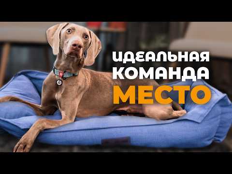 Видео: Как научить собаку команде Место 🐶 Пошаговая дрессировка