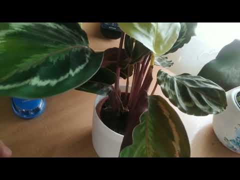 Видео: Покупки в августе 2 часть