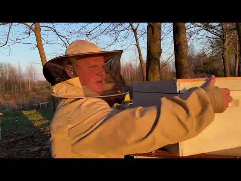 Видео: Результати розширення вощиною 👍🔥мед🍯з котиків