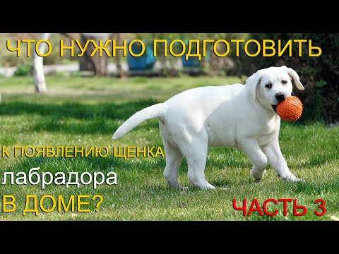 Видео: 🐾📝🐕 Что нужно подготовить к появлению щенка в доме? ЧАСТЬ 3