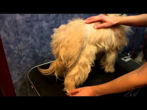 Видео: Ирина Пусенкова. Индпошив комбинезонов для собак всех пород. Снимаем мерки.