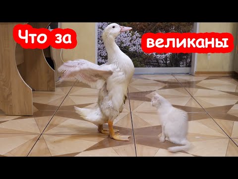 Видео: Как выросли наши утята. Кусают Миру
