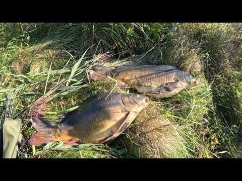 Видео: КАРПЫ НА РАССВЕТЕ!