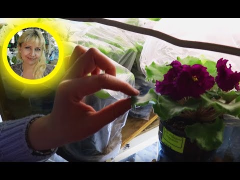 Видео: 🌹🌹🌹 Лайфхак как оставить цветы на месяц отпуска