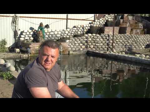 Видео: Форель в искусственном пруду.