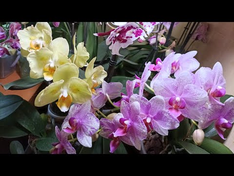 Видео: 🌸 Первые посылки с азиатскими подростками в этом году🌸 моя долгожданная королева 🌷