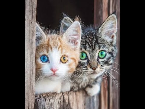 Видео: 😺 Самые смешные котята! 🐈 Видео смешных котов и котят! 😻