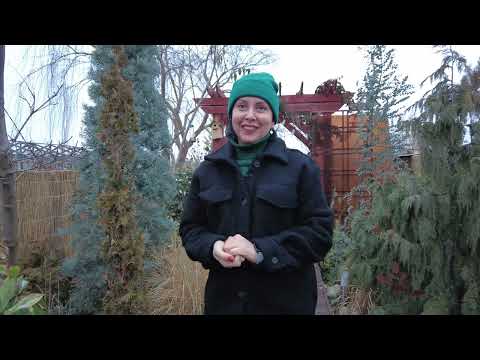 Видео: Что цветет на новый год? ХИМОНАНТ СКОРОСПЕЛЫЙ-ЗИМОЦВЕТ / ОБЗОР САДА