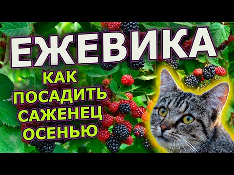 Видео: Посадите ТАК ежевику осенью и она НЕ ВЫМЕРЗНЕТ!  Как посадить ежевику осенью. Саженцы ежевики.