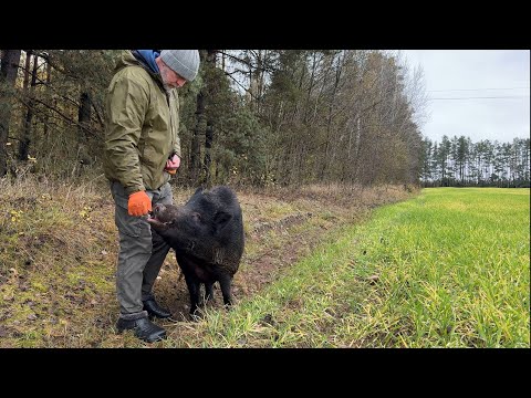 Видео: Дружба с диким кабаном