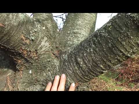 Видео: СНИЖЕНИЕ БОЛЬШОЙ И СТАРОЙ ЧЕРЕШНИ.