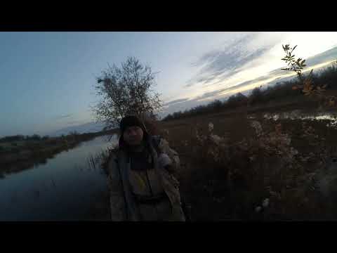 Видео: Осенний выезд за фазаном. Баяулы 2024