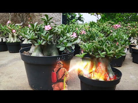 Видео: Солнечный ожог ( SUNBURN / SUN BURN )