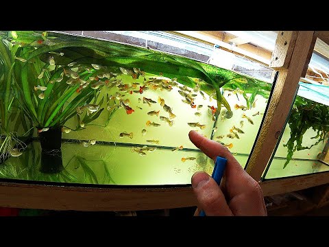 Видео: Размножаются как кролики, просто, быстро и много)