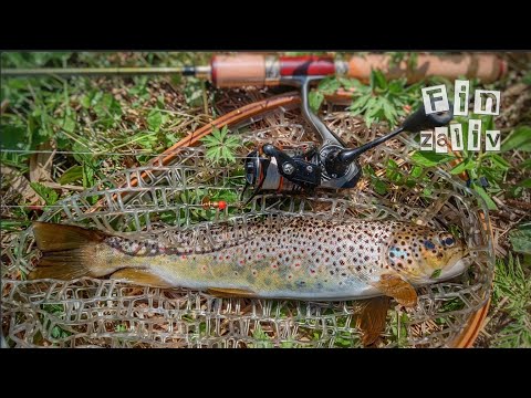 Видео: Ловля дикой форели и хариуса  на лесных реках Ленинградской области