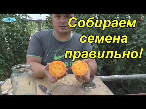 Видео: Сбор семян томатов- как это правильно сделать.