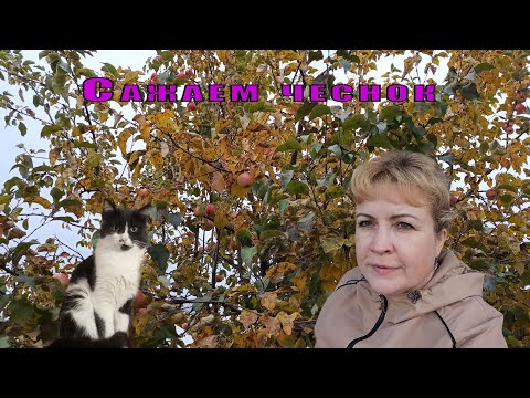 Видео: Сажаем чеснок 🧄🧄🧄,готовимся к зиме