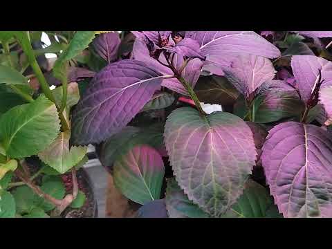 Видео: Обзор гортензий на выгонку 1 марта 2025 г