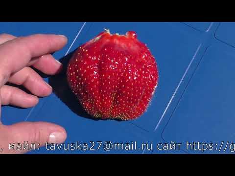 Видео: ГЕНРИ клубника просто космос