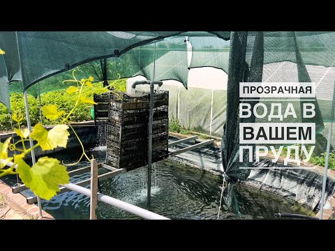 Видео: Прозрачная вода в пруду, что нужно знать!