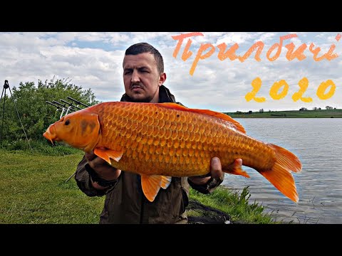 Видео: Прилбич. Карповая рыбалка с корабликом. Золотая рыбка на флет. Trident Lake