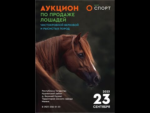 Видео: АУКЦИОН ПО ПРОДАЖЕ ЛОШАДЕЙ ЧИСТОКРОВНОЙ, ВЕРХОВОЙ И РЫСИСТЫХ ПОРОД.