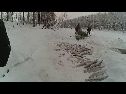 Видео: Рыбалка неводом. Первый раз в жизни рыбачил неводом зимой. Щуки крокодилы.