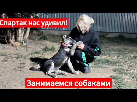 Видео: Спартак сам выучил команду! Спартак превращается в тирана! 