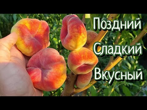 Видео: Персик Свит Багел /Sweet Bagel