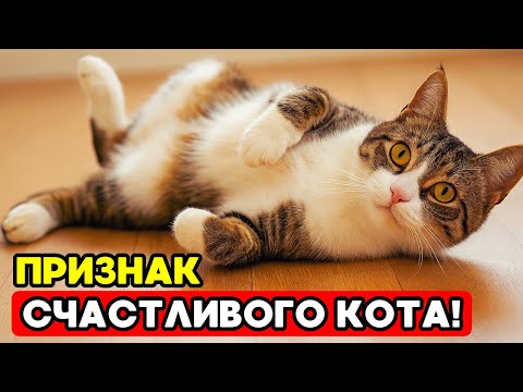 Видео: 7 признаков, что ваш домашний кот ДЕЙСТВИТЕЛЬНО СЧАСТЛИВ