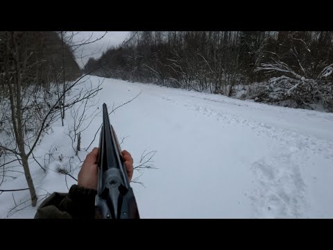 Видео: 29.11.2023. Охота на зайца с русским гончим Баяном.