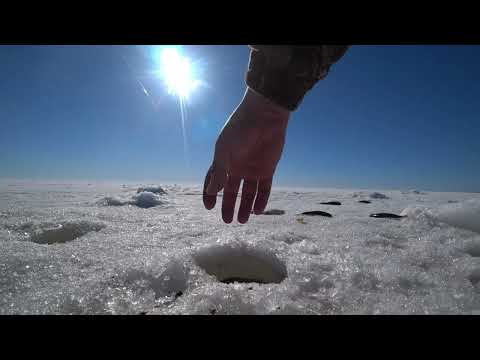 Видео: Репино. Окунь. Судак. Плотва. Рыбалка 22.03.22.