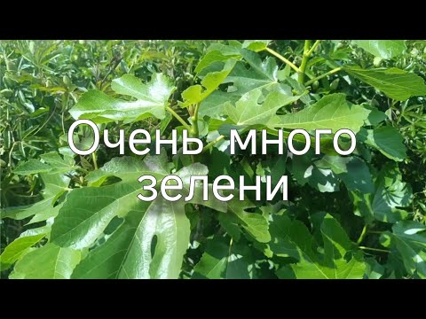 Видео: Полный обзор моего сада.