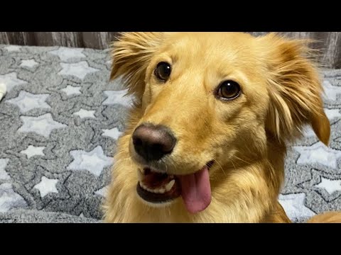 Видео: Сміх крізь сльози…